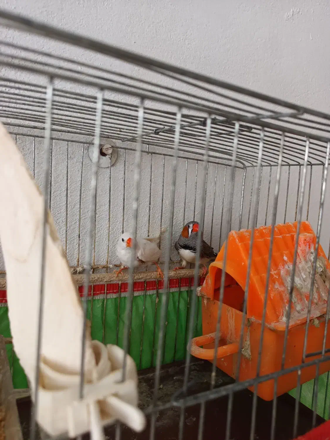 فنچ نر و ماده|پرنده|رشت, جماران|دیوار