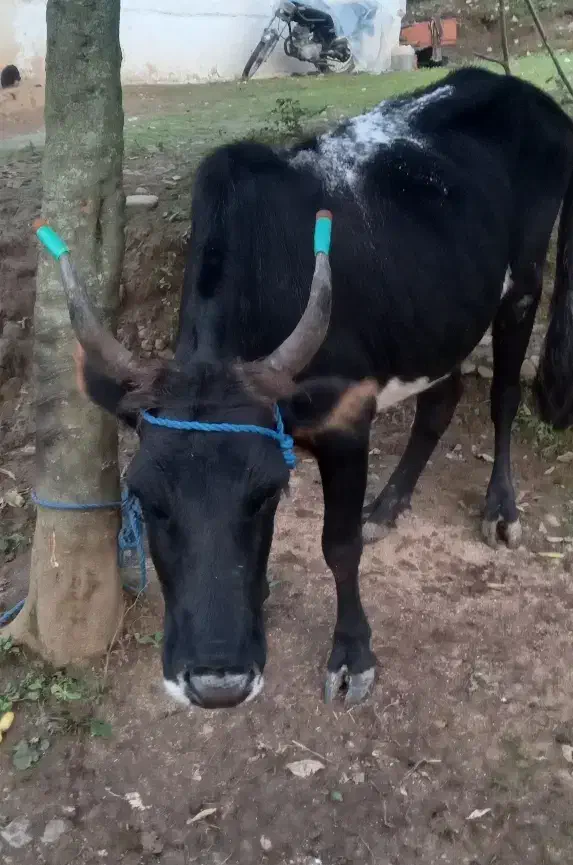 گاو|حیوانات مزرعه|سنگر, |دیوار