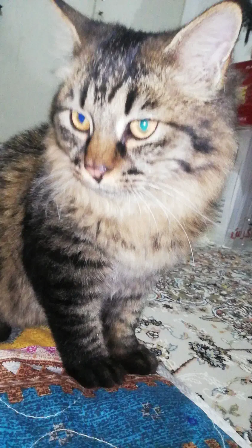 واگذاری گربه|گربه|صدرا-فارس, فاز ۱|دیوار