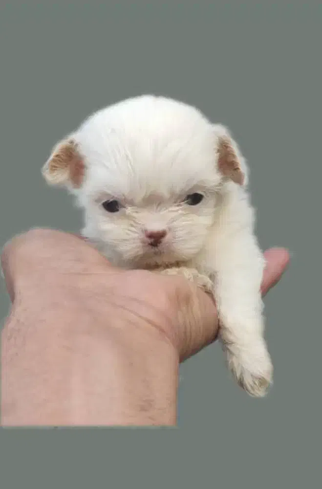 شیتزو سوپر فلت عروسکی|سگ|رشت, دیانتی|دیوار