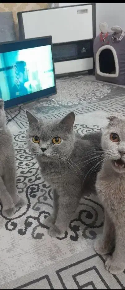 اسکاتیش آنفولد ماده بالغ ۲ونیم ساله عقیم نشده|گربه|مشهد, کوثر|دیوار