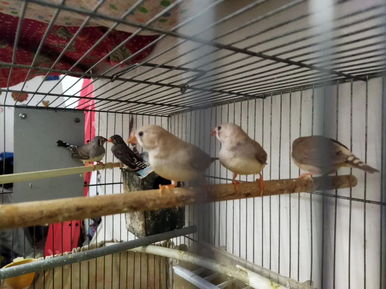 فنچ|پرنده|قم, چهل اختران|دیوار