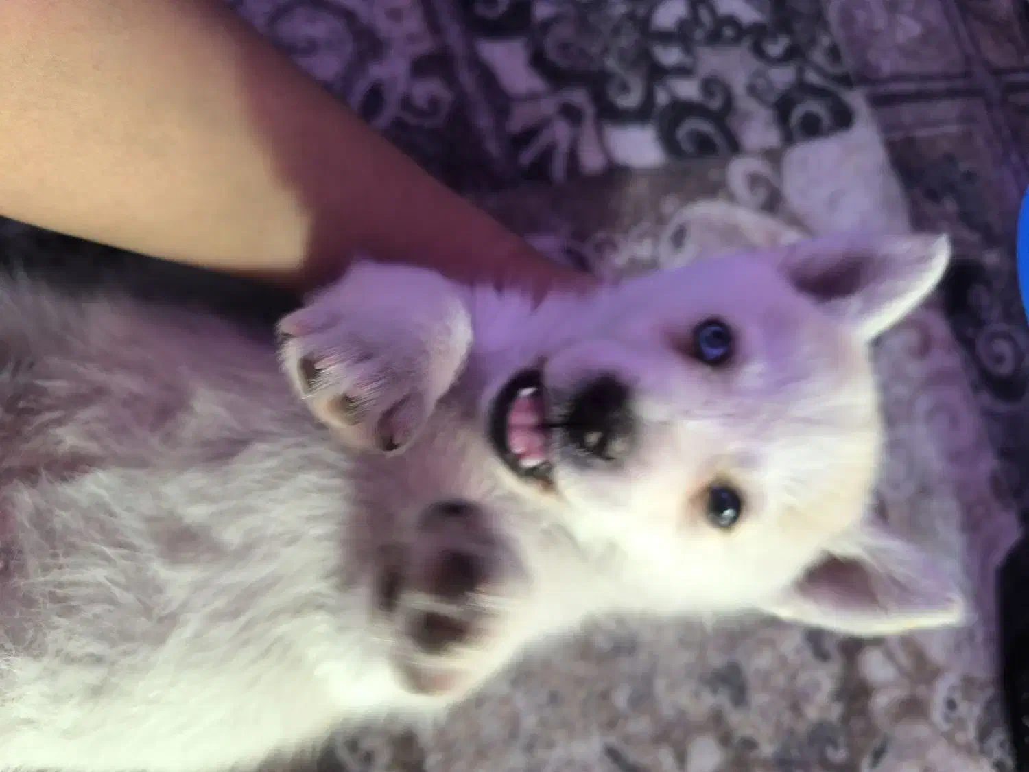 سک هاسکی سفید چشم دو رنگ|سگ|مشهد, فاطمیه|دیوار