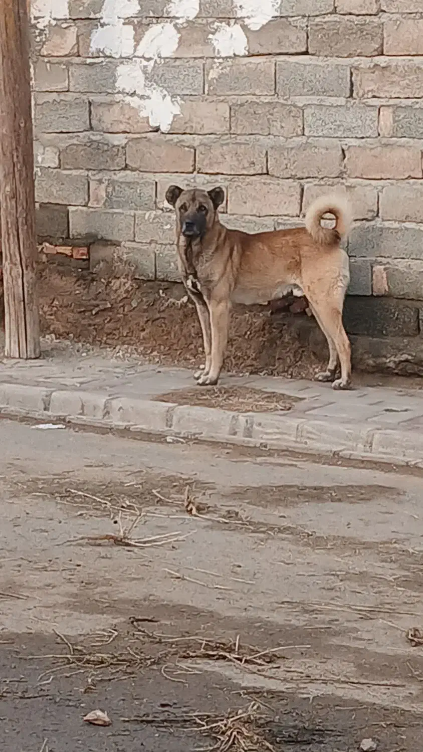 سگ گله|سگ|سلماس, |دیوار