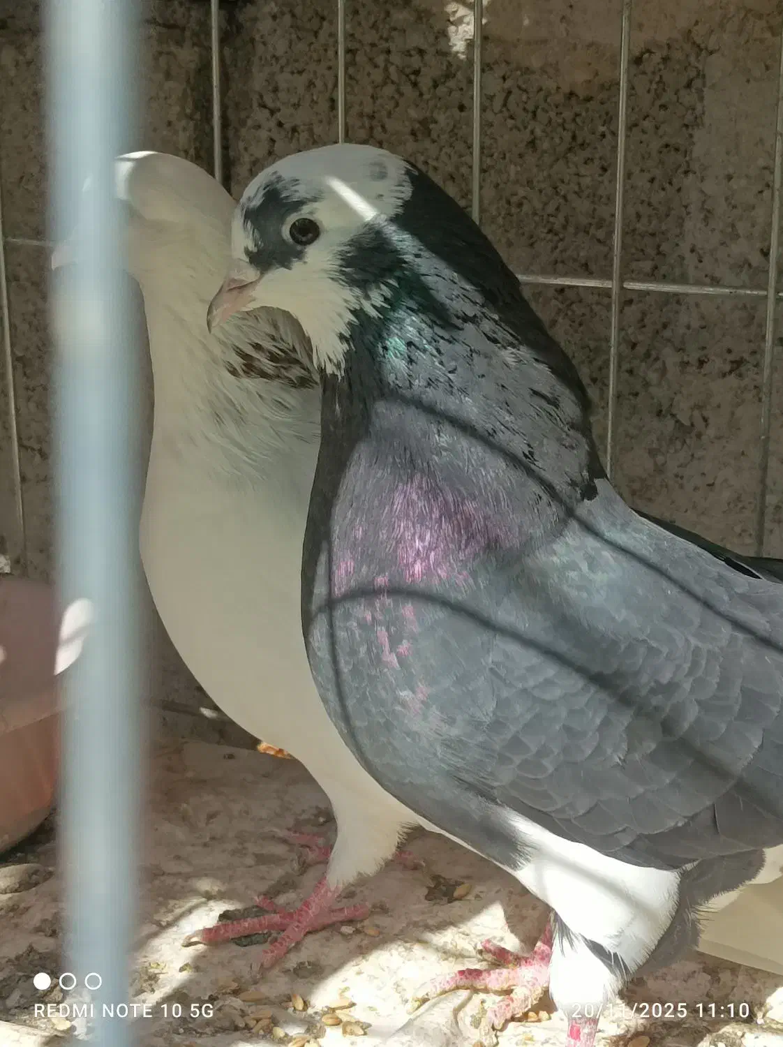 شازده و سفید شمرونی|پرنده|بندرعباس, |دیوار