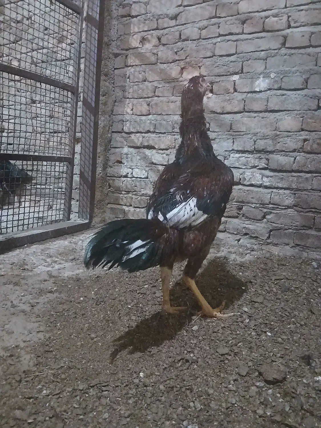 ۲عدد خروس لاری اصیل بفروش میرسد|حیوانات مزرعه|هیر, |دیوار