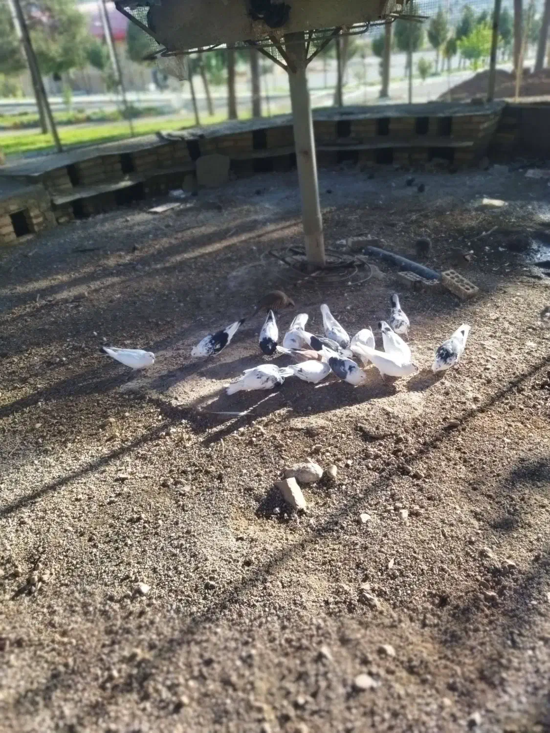 کبوتر|پرنده|خرم‌آباد, |دیوار