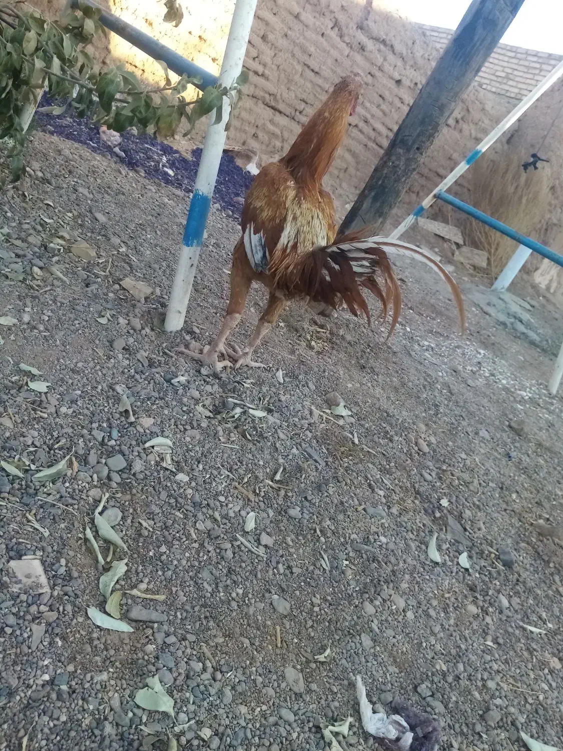 لاری ابرش|حیوانات مزرعه|طرقبه, |دیوار