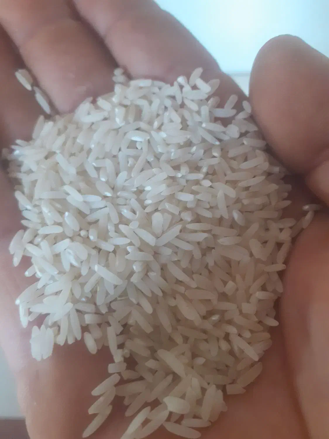 برنج هاشمی اصل دره رود اعلا|خوردنی و آشامیدنی|گرمی, |دیوار