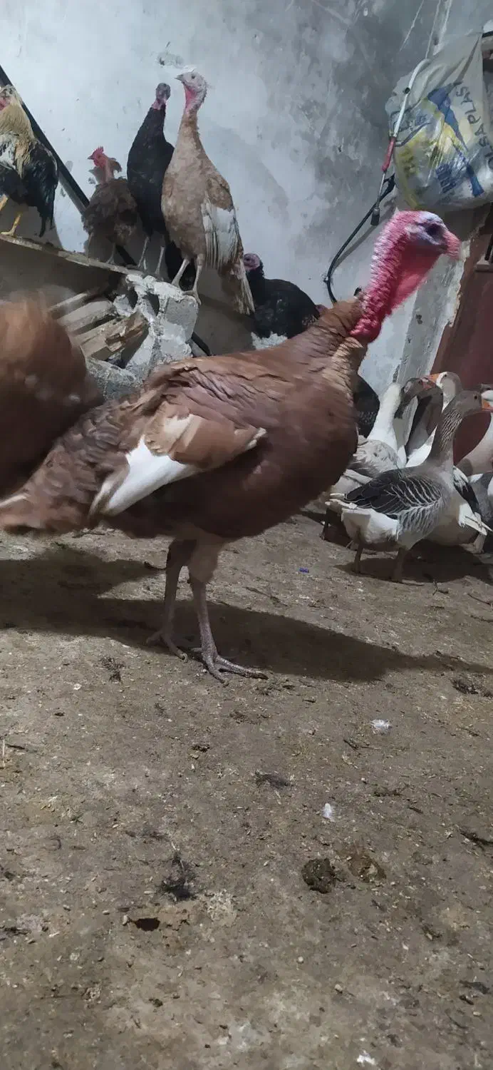 خریدوفروش|حیوانات مزرعه|پیرانشهر, |دیوار