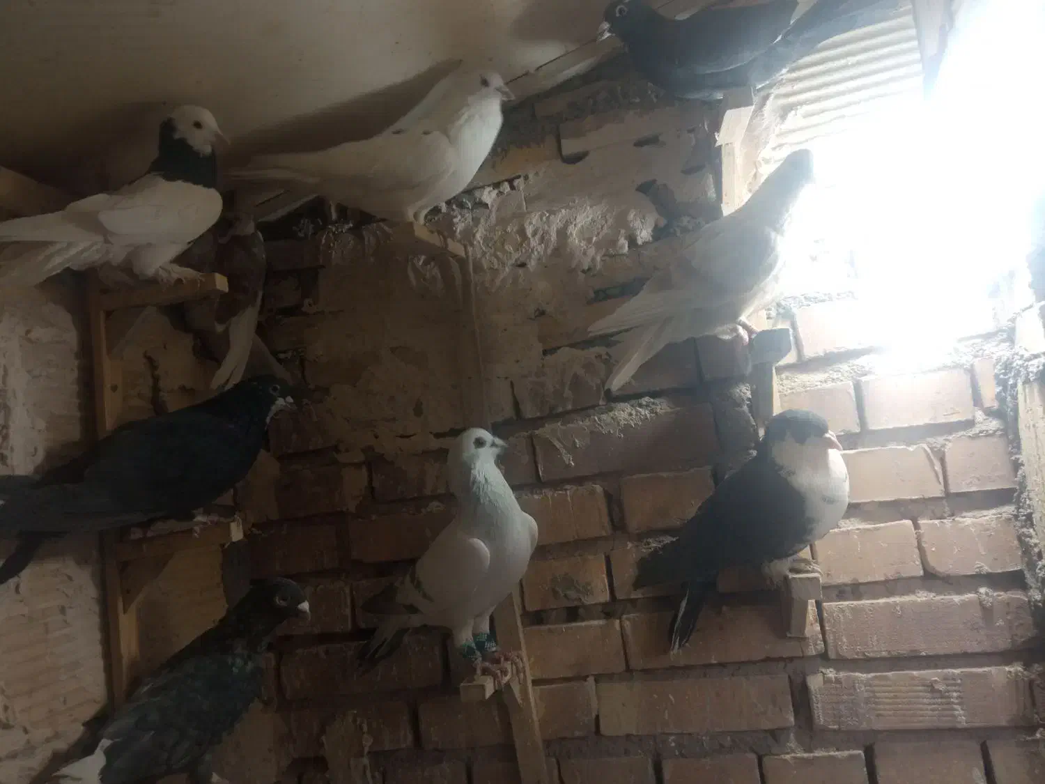 تعدادی کفتر نر|پرنده|رفسنجان, |دیوار