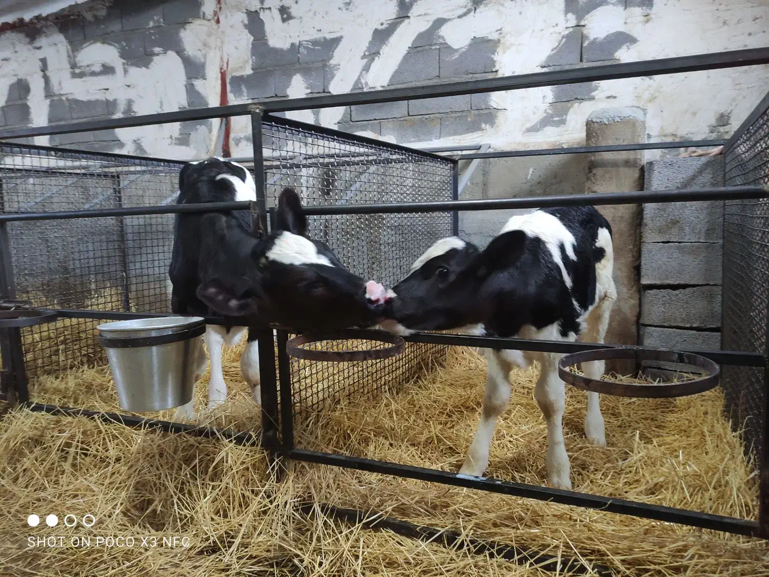 نیازمند کارگر گاوداری|استخدام صنعتی، فنی، مهندسی|کرفتو, |دیوار