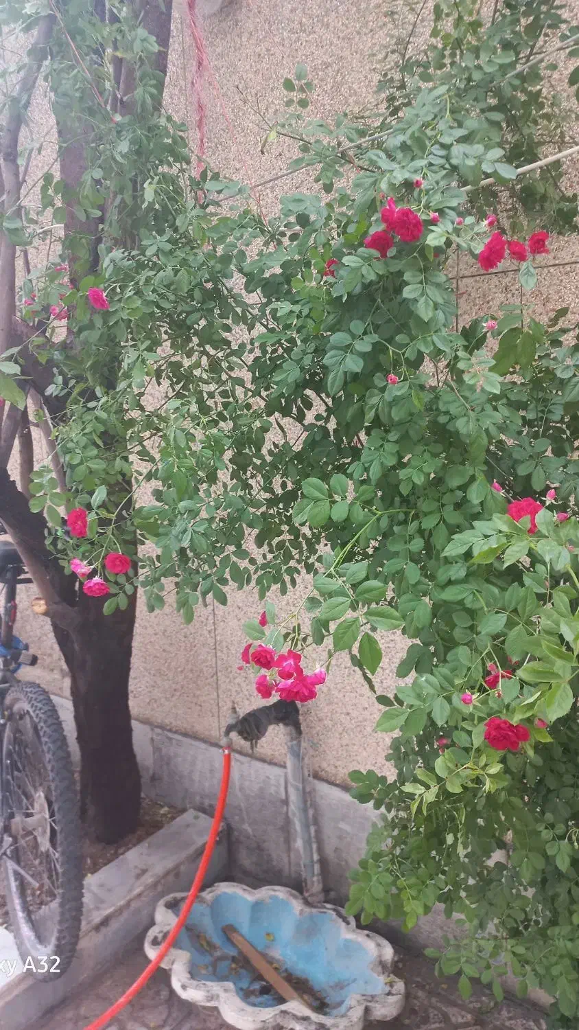 زمین دیمی به متراژ ۱۸۰۰۰|فروش دفتر صنعتی، کشاورزی، تجاری|آذرشهر, |دیوار