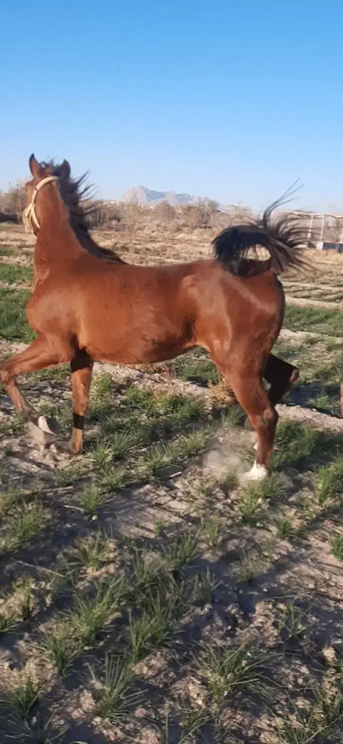 مادیان درهشوری..سواری دار خوش قیمت|اسب و تجهیزات اسبسواری|شهر بابک, |دیوار