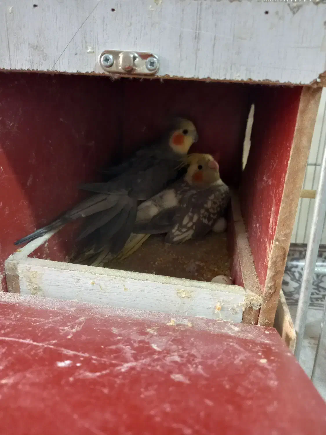 عروس هلندی|پرنده|تهران, حکیمیه|دیوار