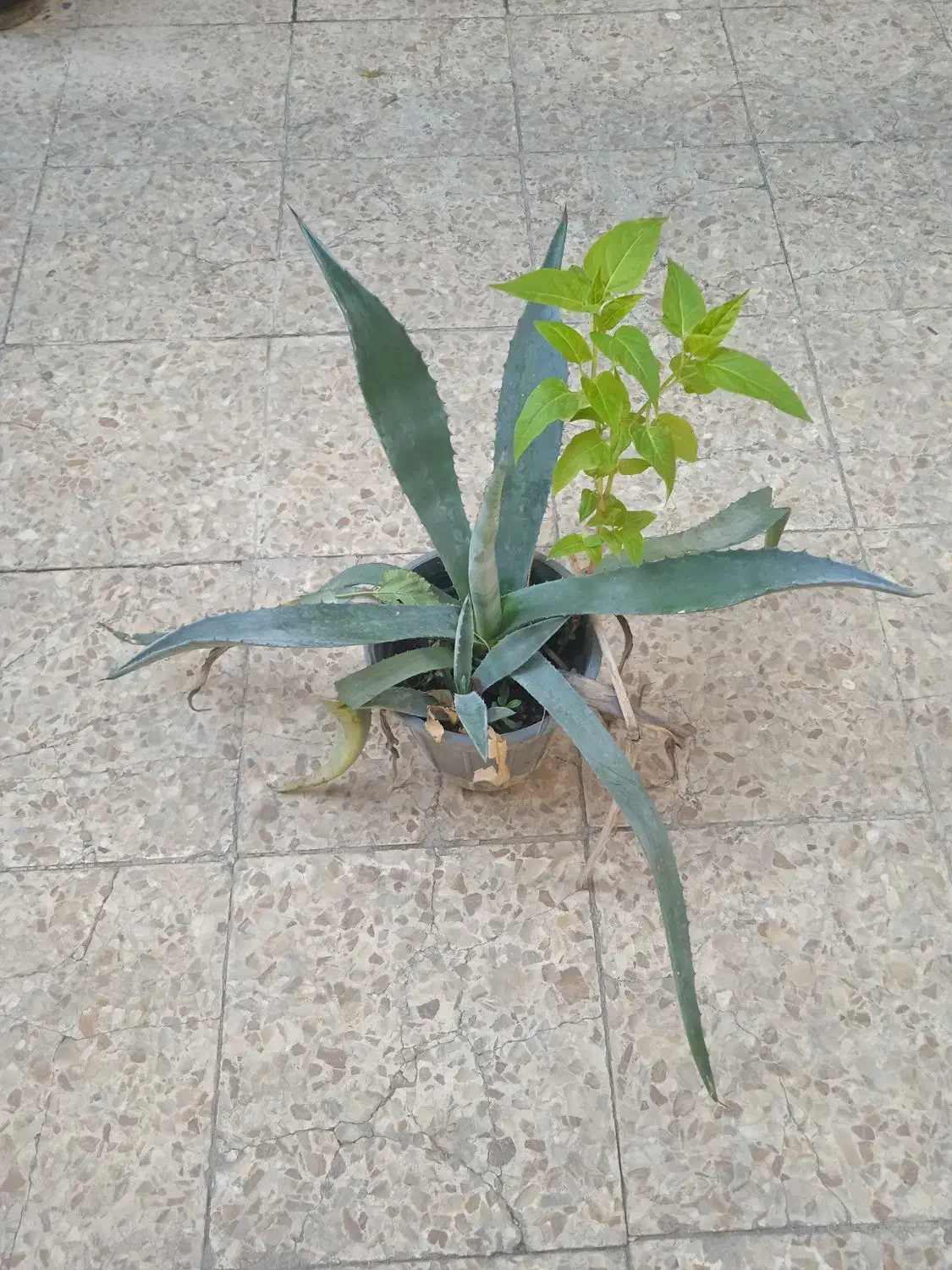 حراجی گل و گیاه|گل و گیاه طبیعی|دزفول, |دیوار