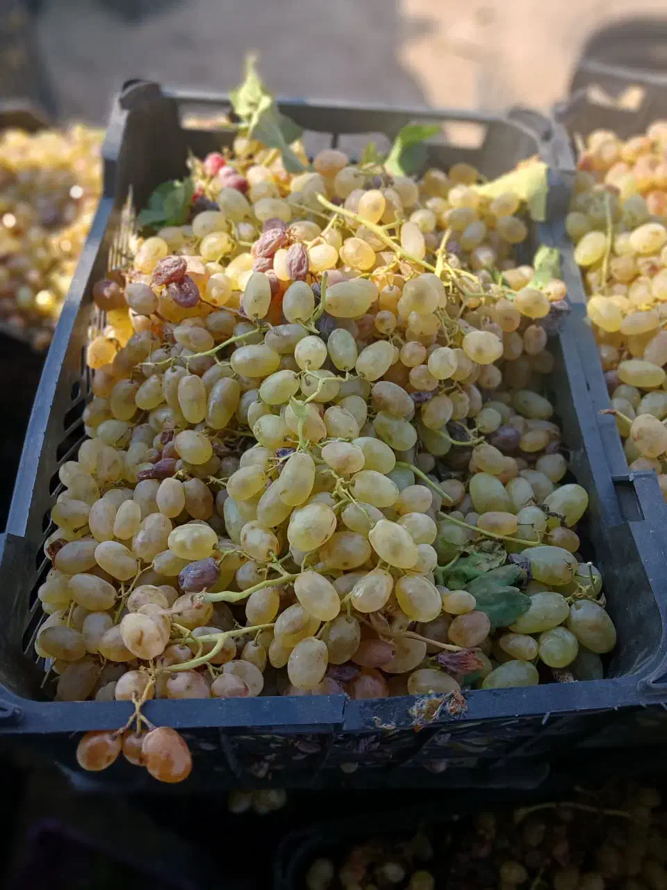 انگور شیره ای|خوردنی و آشامیدنی|رزن, |دیوار