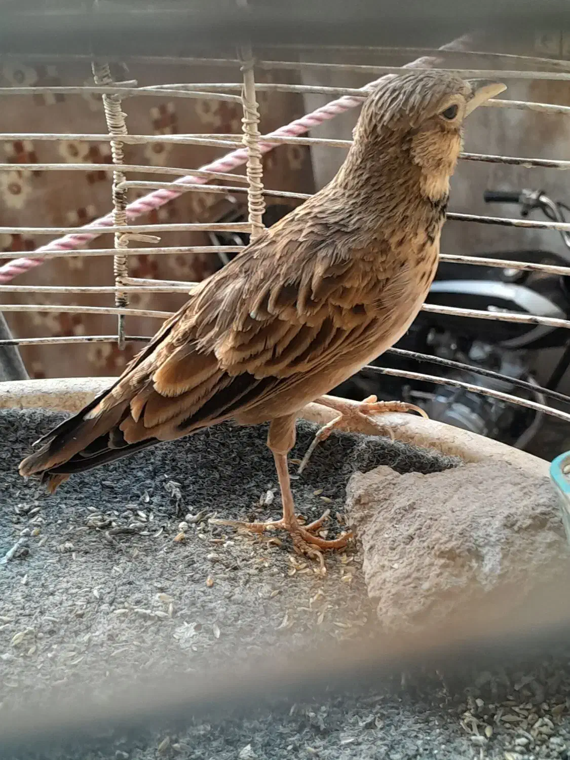 سهره خاکی نر مست مست|پرنده|قم, شاه سید علی|دیوار