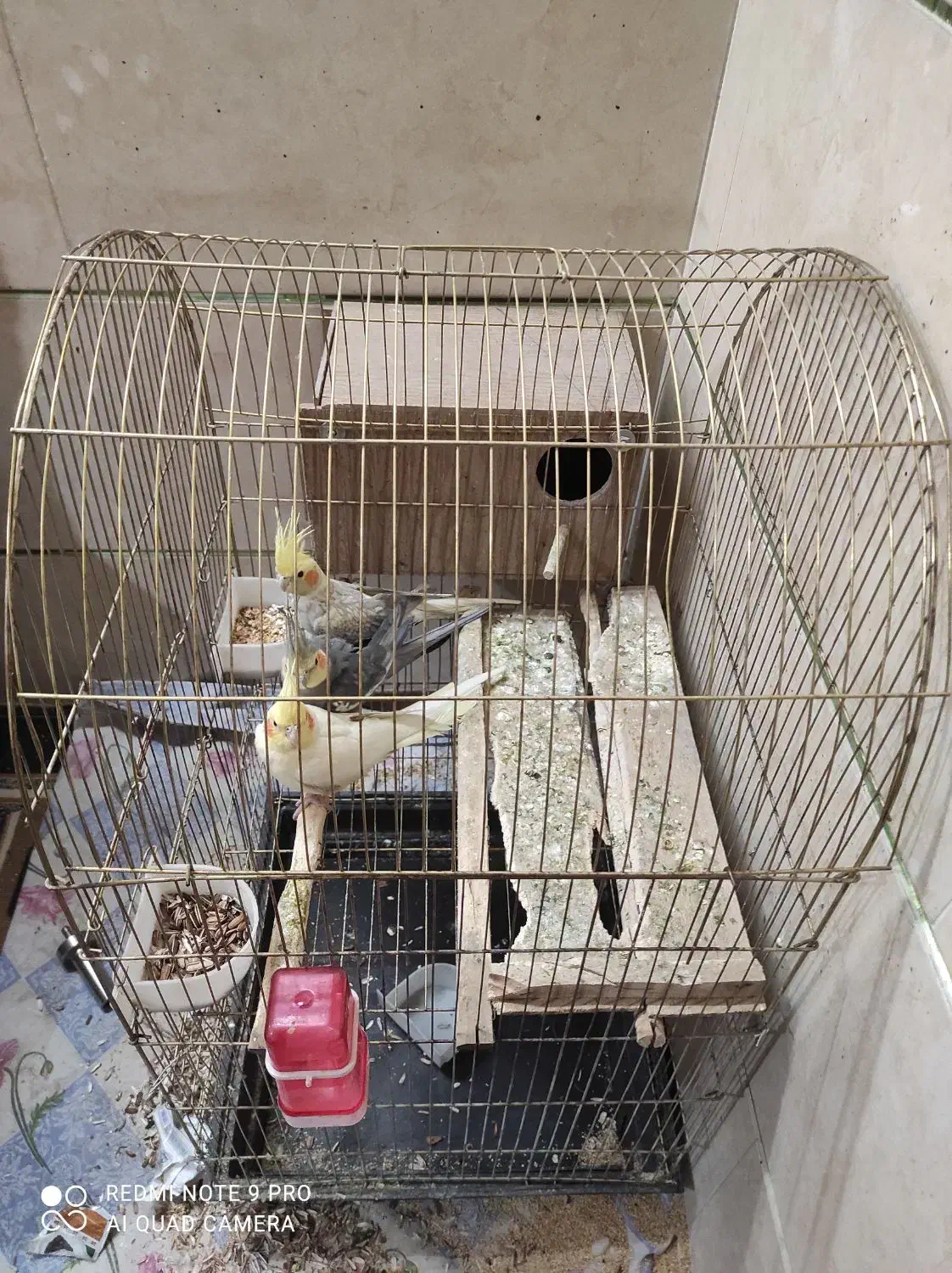 یک جفت عروس هلندی به همراه جوجه دان خور|پرنده|الوند, |دیوار