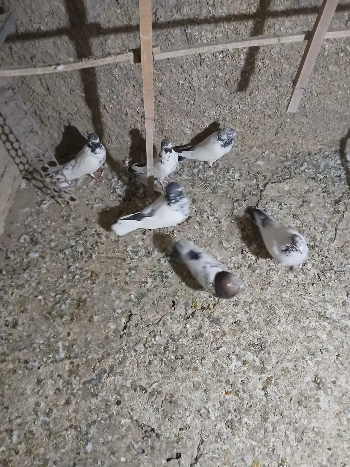 باسلام 5تا شهرستانی هم هست|پرنده|پاکدشت, پاکدشت (مامازند)|دیوار