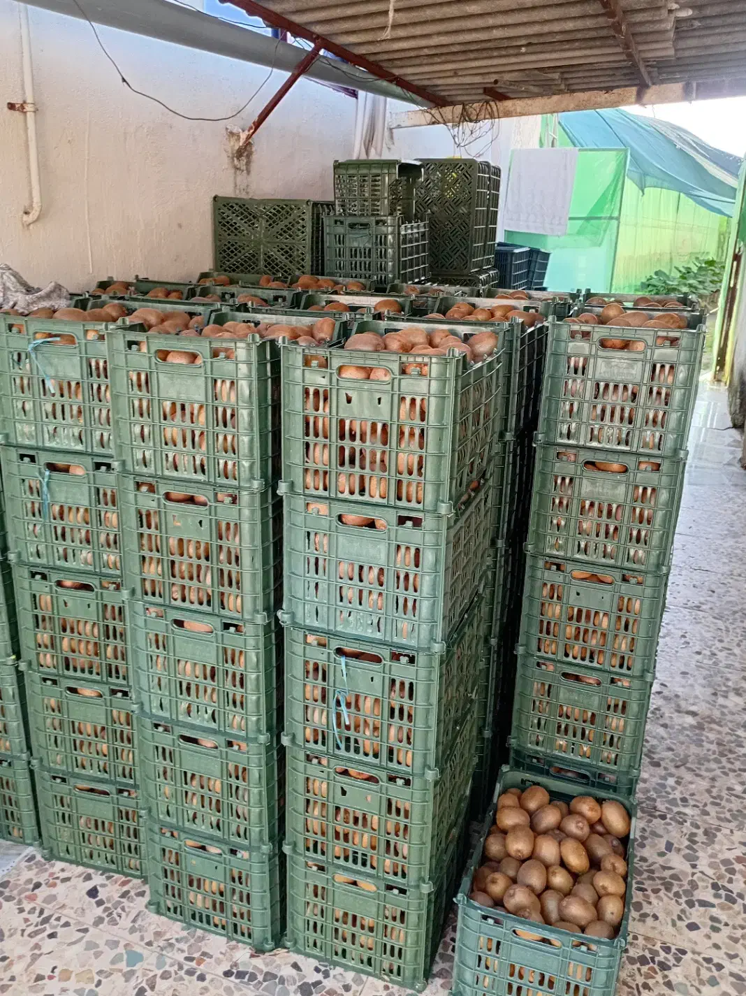 کیوی تازه چیده شده|عمده‌فروشی|گتاب, |دیوار