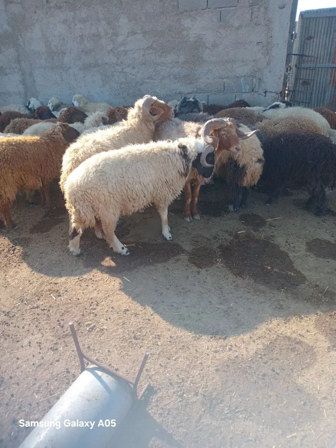 گوشت قوچ یا بره نر بزرگ فقط|حیوانات مزرعه|بندر ماهشهر, |دیوار