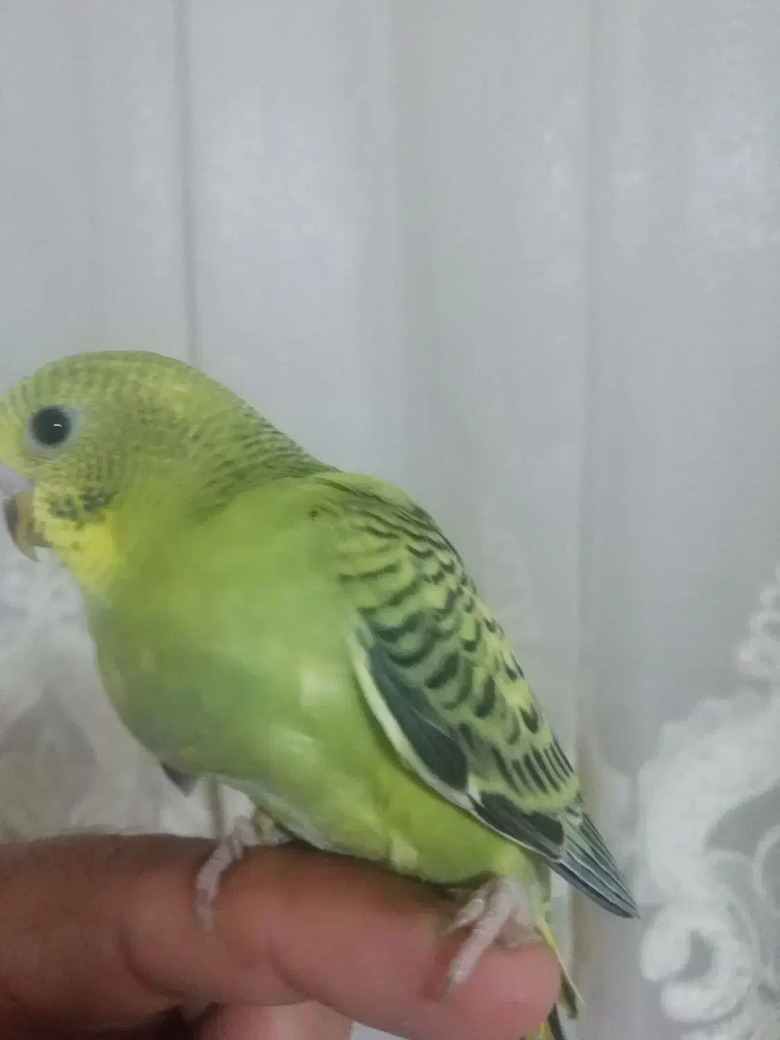 فروش 1جوجه مرغ عشق سرلاکی 30روزه|پرنده|بندرعباس, |دیوار