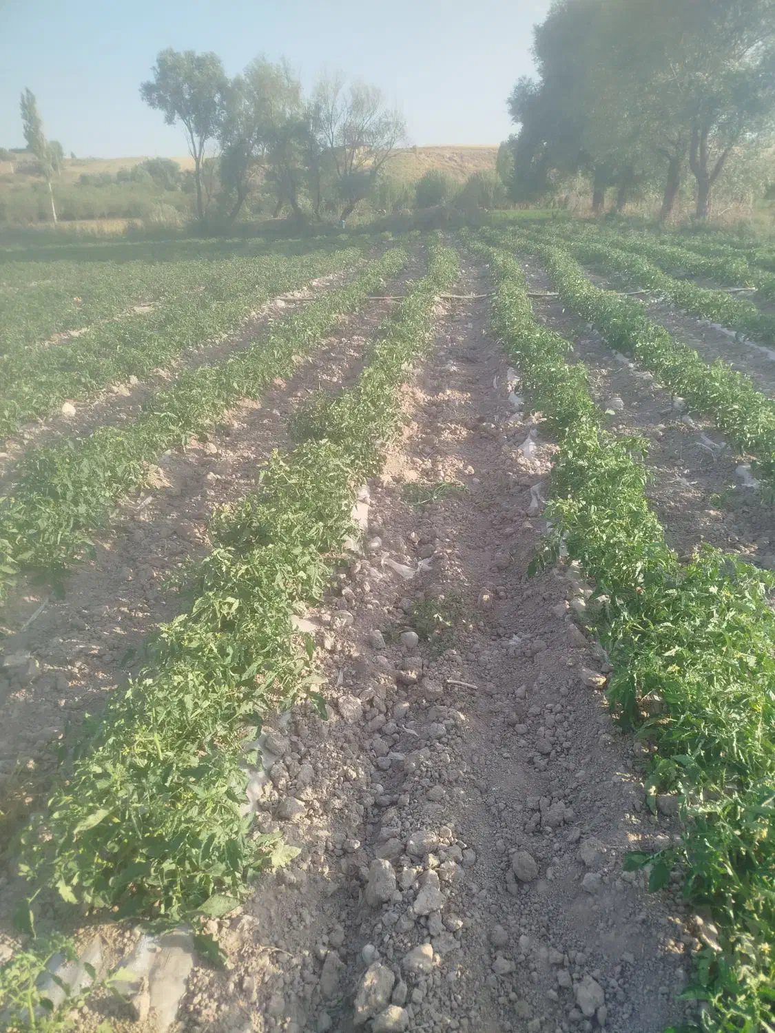 گوجه ربی|خوردنی و آشامیدنی|نظر کهریزی, |دیوار