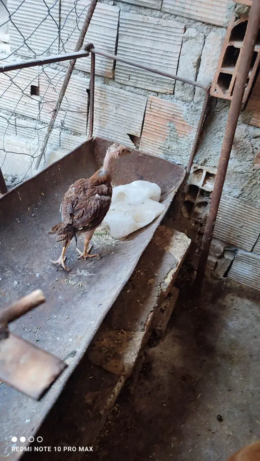 جوجه لاری و شناور ۷۰متری|حیوانات مزرعه|گرگان, |دیوار