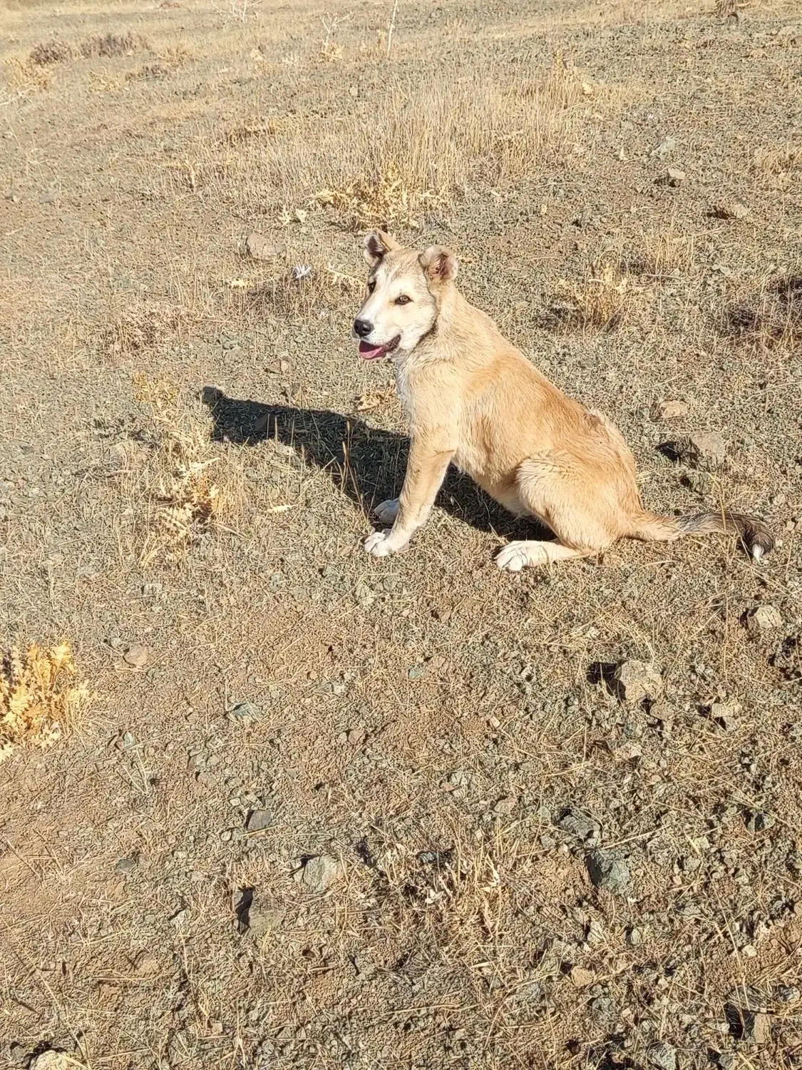 توله سگ پژدر گمشده|سگ|بیلوار, |دیوار