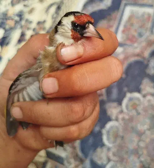 سهره سرحال|پرنده|یاسوج, |دیوار