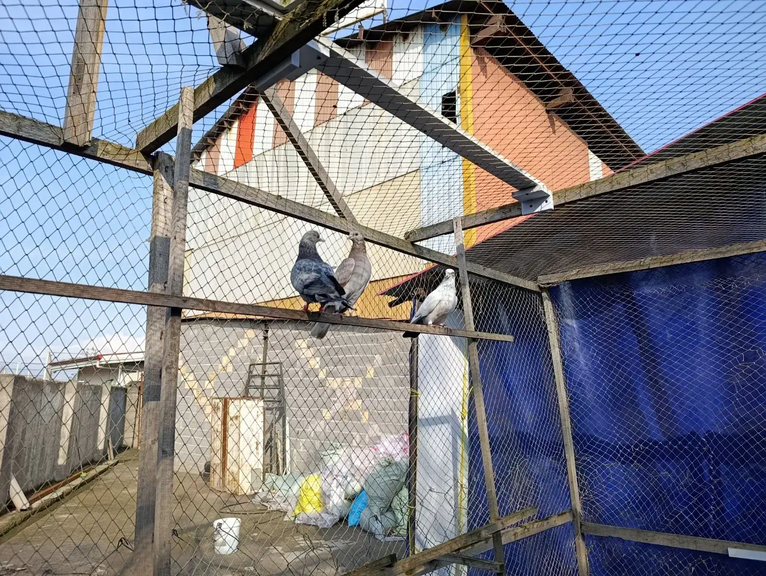 3عدد کبوتر جوان برای فروش|پرنده|رشت, حومه رشت|دیوار