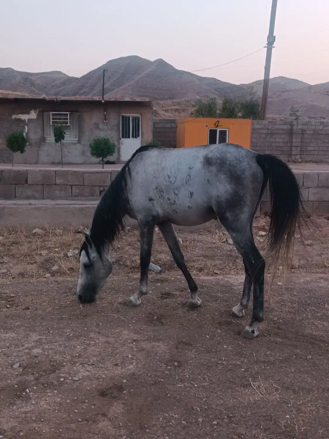 اسب نر ، دوساله ، مدارک دار|اسب و تجهیزات اسبسواری|مسجد سلیمان, |دیوار