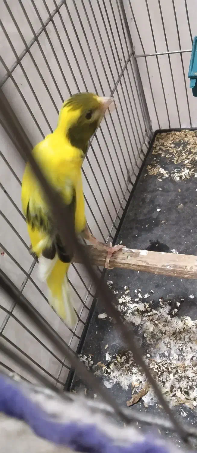 قناری|پرنده|کارون, |دیوار