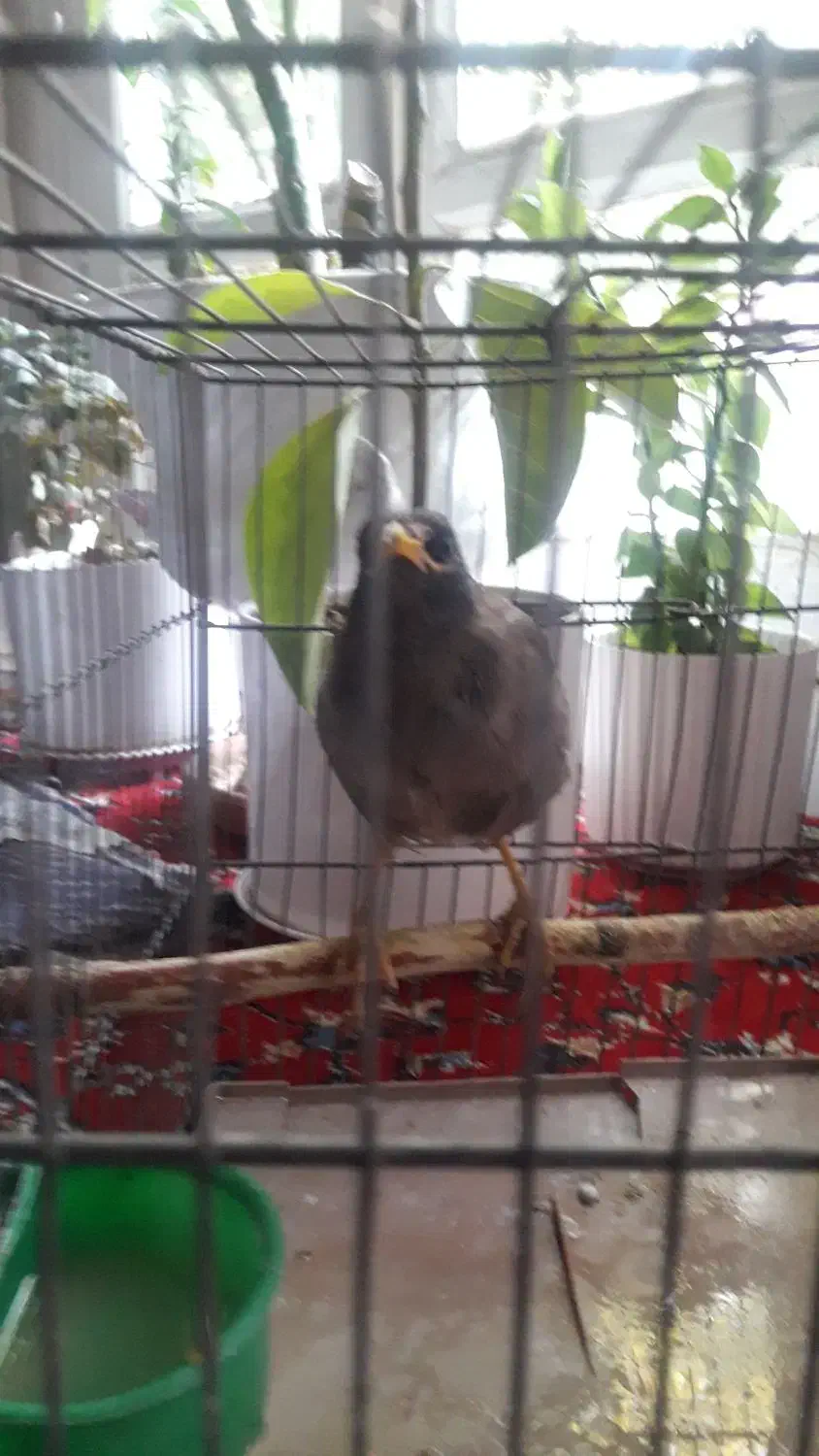 مینا|پرنده|اصفهان, سرچشمه|دیوار