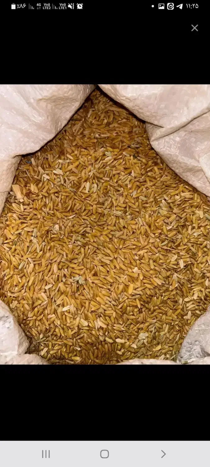 چلتوک کامفیروزی نو و مرغوب|عمده‌فروشی|مرودشت, ثبت احوال|دیوار