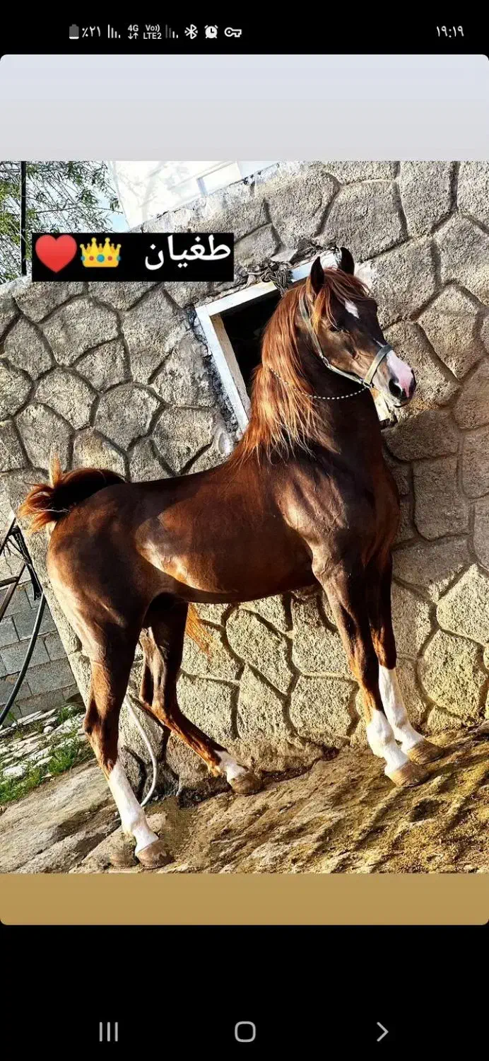 نریان کرنگ ۳قلم سفید چهار نشان ۳ساله کره طغیان|اسب و تجهیزات اسب‌سواری|گلپایگان, |دیوار