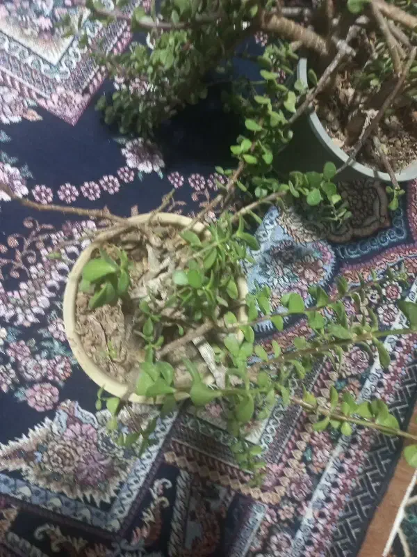 گل غرفهای|گل و گیاه طبیعی|شیراز, مسلم|دیوار