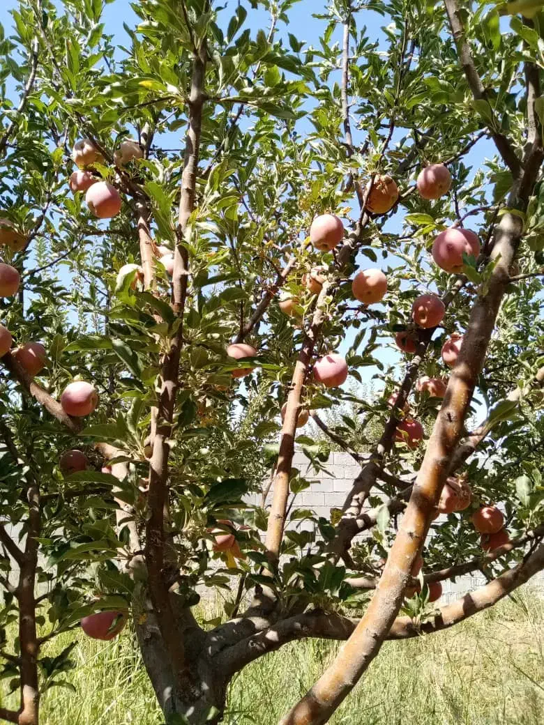 ۱۰۰۰ متر باغ|فروش زمین و ملک کلنگی|همایجان, |دیوار