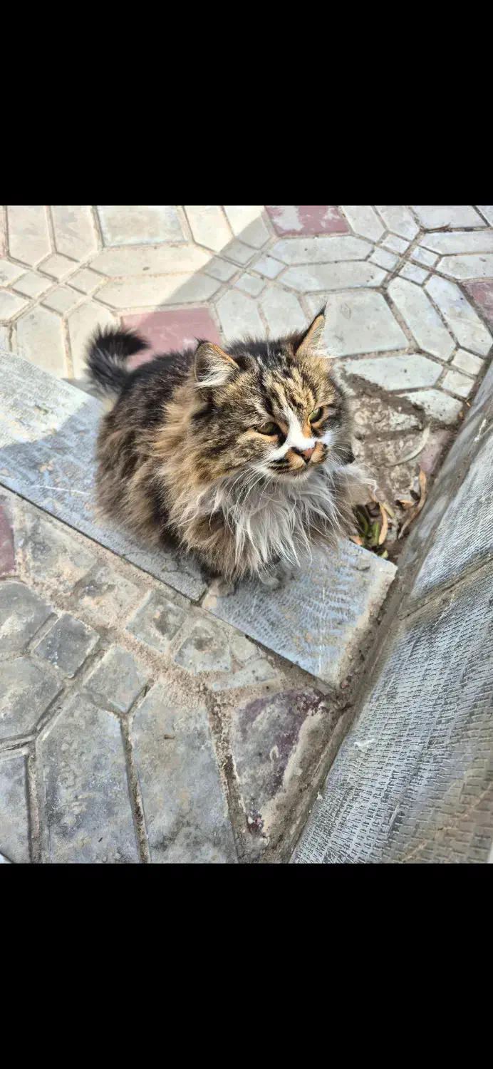 گربه پیدا شده|حیوانات|اصفهان, سعادت‌آباد|دیوار