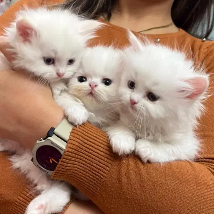 گربه ی پرشین|گربه|اردبیل, |دیوار