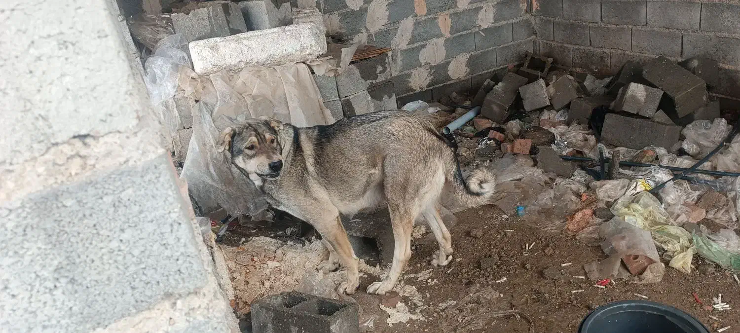 سگ پژده|سگ|لیلان, |دیوار