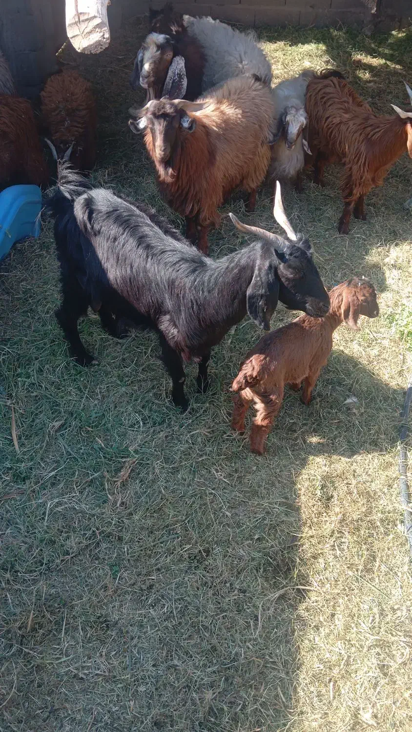 گوسفند با جلب|حیوانات مزرعه|بم, |دیوار