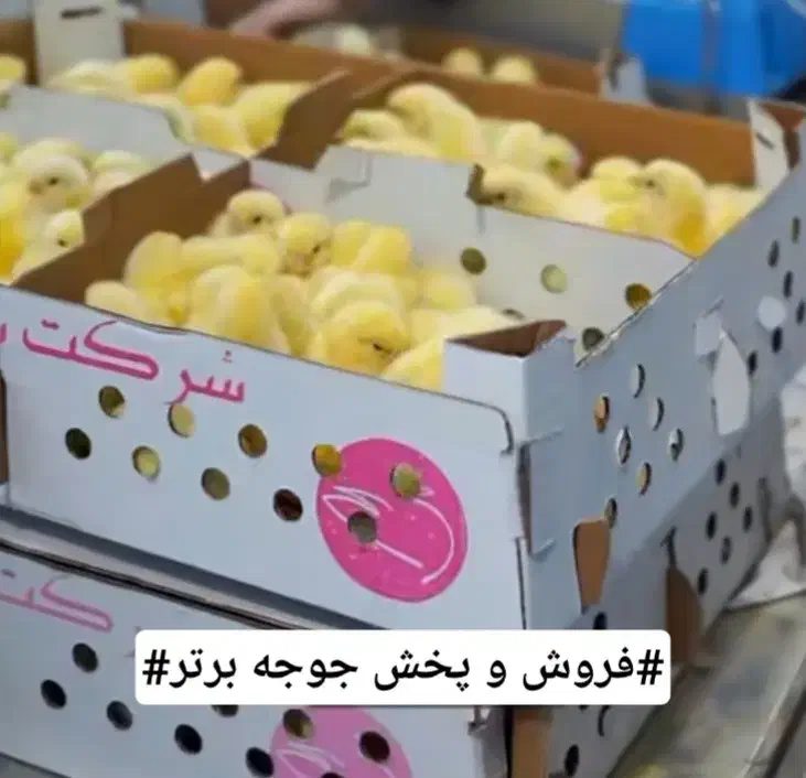 جوجه گوشتی راس ۳۰۸ تضمینی|حیوانات مزرعه|قائمشهر, |دیوار