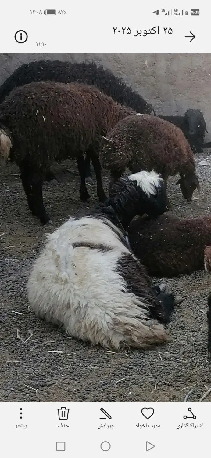 میش بزغاله بره چاغ براکشتار|حیوانات مزرعه|قرچک, صالح آباد|دیوار