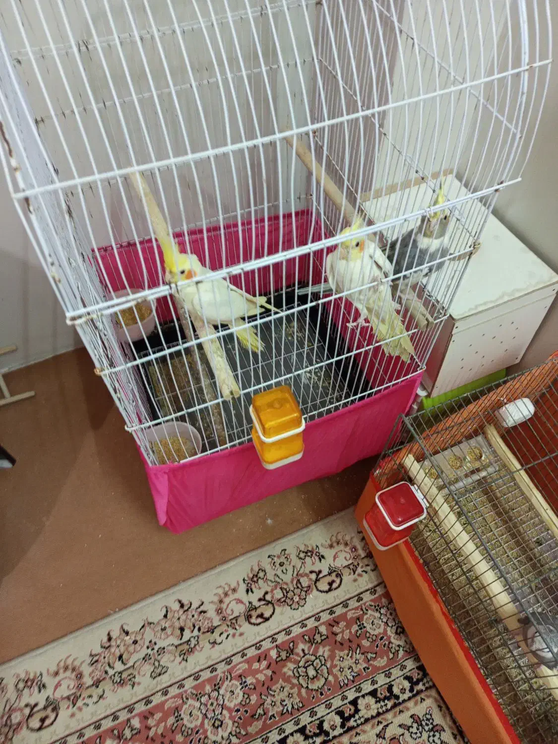 عروس هلندی لوتینوفکر کنم همشون نر|پرنده|اردبیل, |دیوار