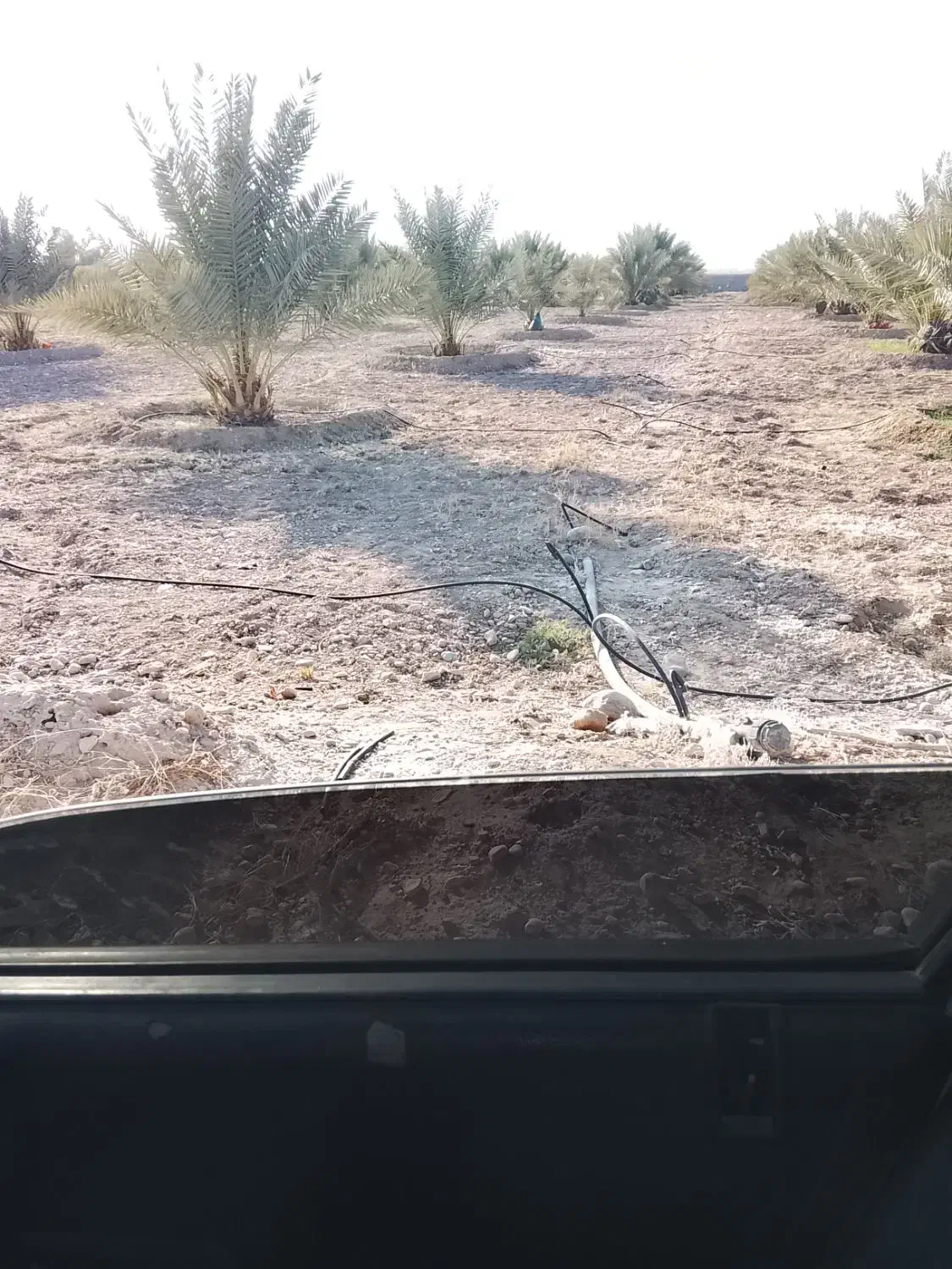 کارگر باغ هستم باغ جهرم باشه|خدمات باغبانی و درختکاری|جهرم, |دیوار