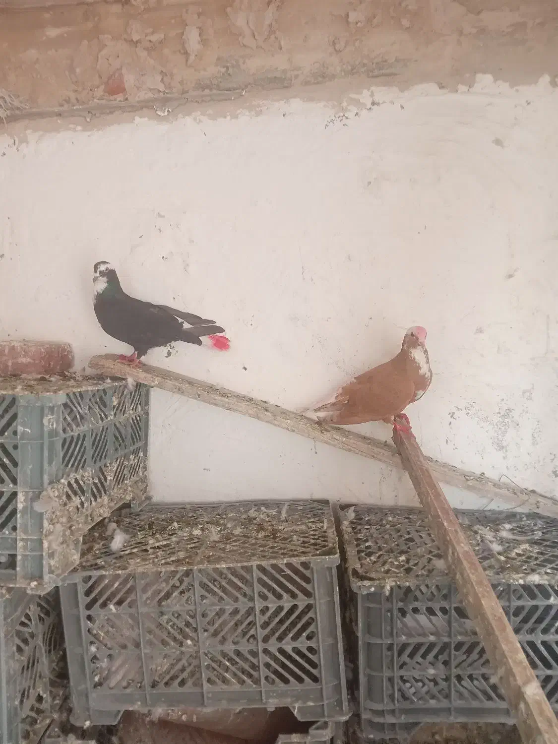 ساری عرب وقته عرب|پرنده|مراغه, |دیوار