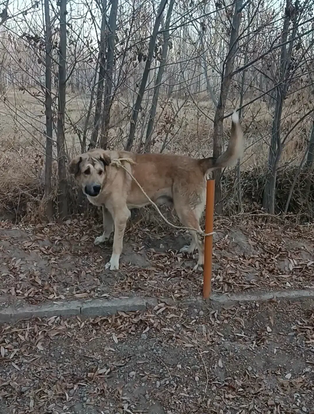 فروش سگ پژدر خالص|سگ|سراب, |دیوار