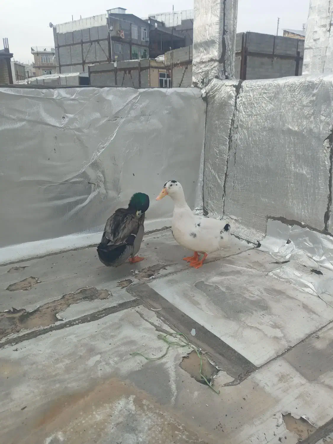 اردک(سونه)|حیوانات مزرعه|جوانرود, |دیوار